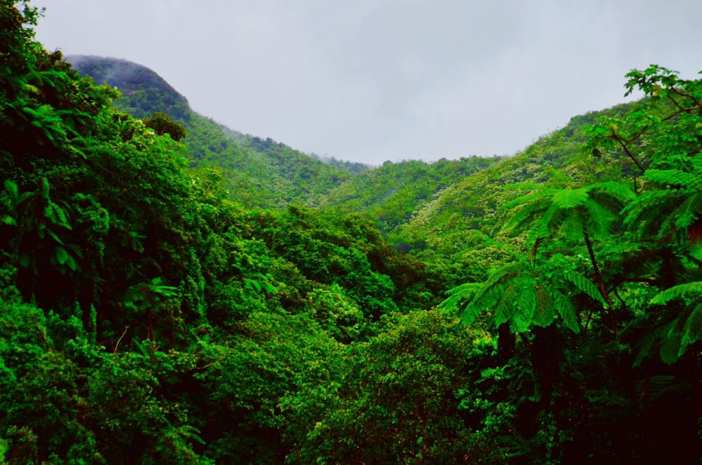 Bienvenue au Jardin Botanique du PORTO RICO/ PUERTO RICO UPR